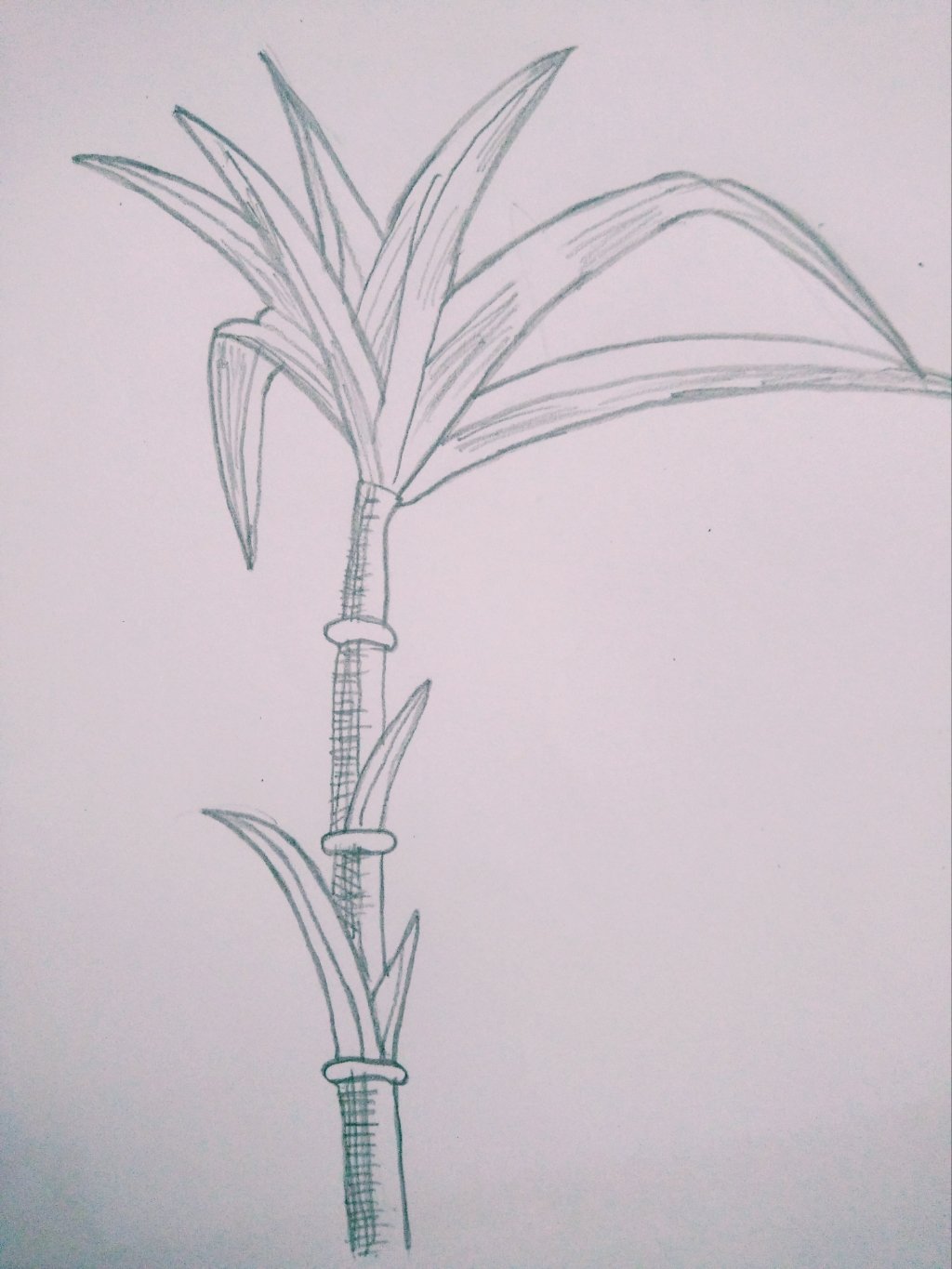 Weekly Drawing Contest || Week-18 || Draw a Sugarcane✨ || — Steemit, image size:1024x1365