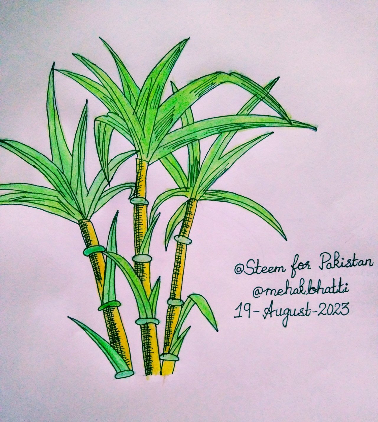 Weekly Drawing Contest || Week-18 || Draw a Sugarcane✨ || — Steemit, image size:1280x1429