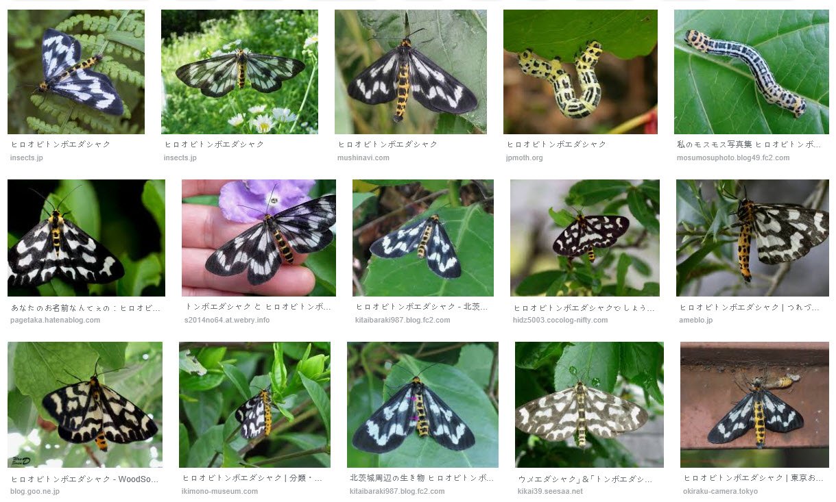 애벌레 컬렉션 2 (Caterpillar / Larva Figures) — Steemit, image size:1219x733