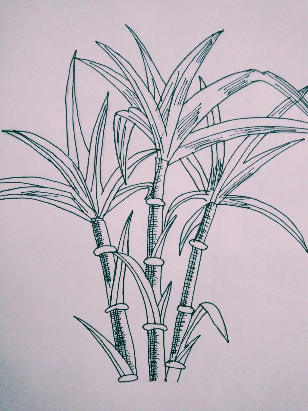 Weekly Drawing Contest || Week-18 || Draw a Sugarcane✨ || — Steemit, image size:1024x1365