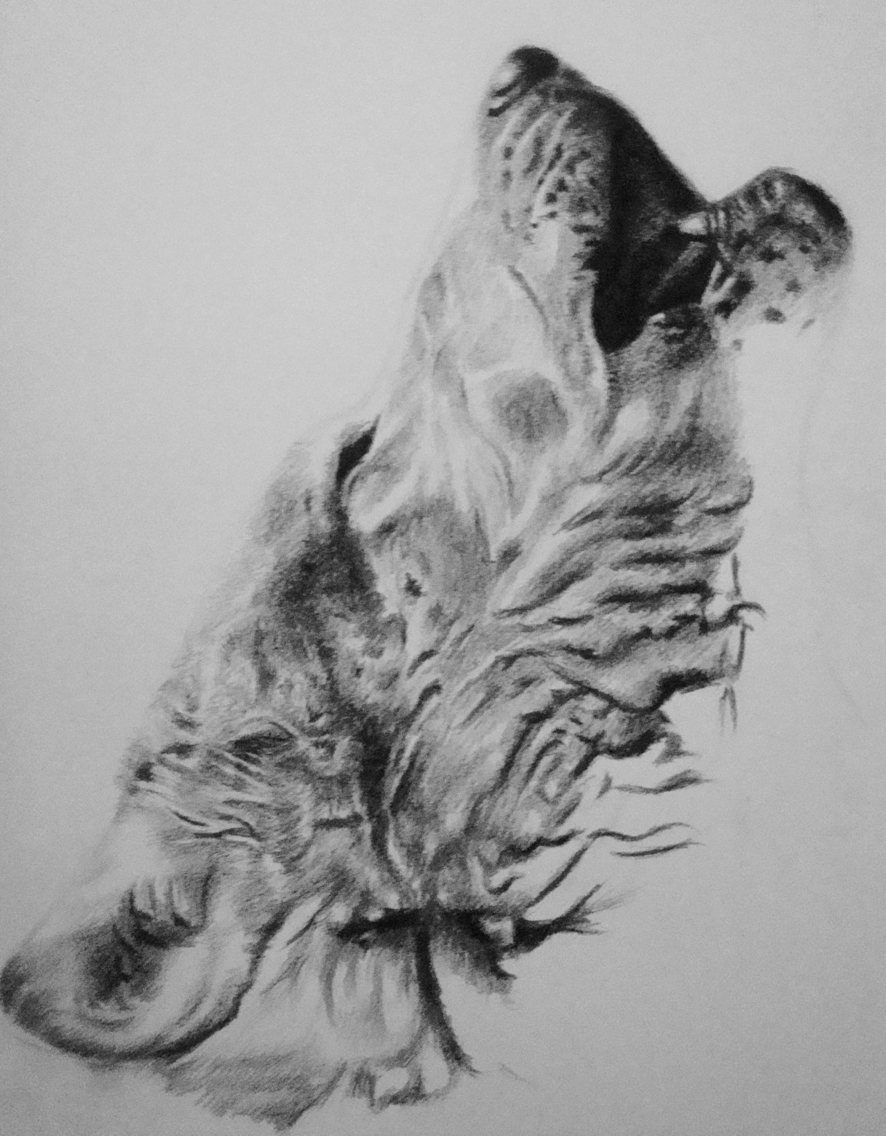Dibujo de Lobo Aullando — Steemit, image size:1280x1641
