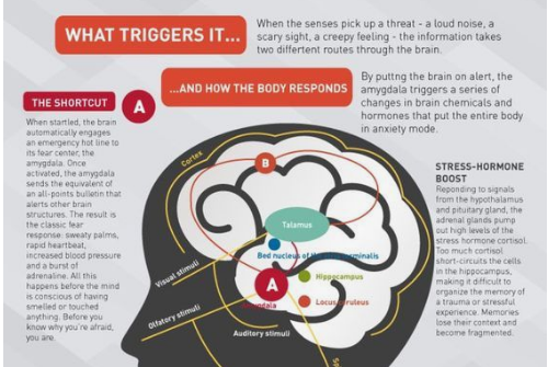 The Anatomy Of Anxiety — Steemit