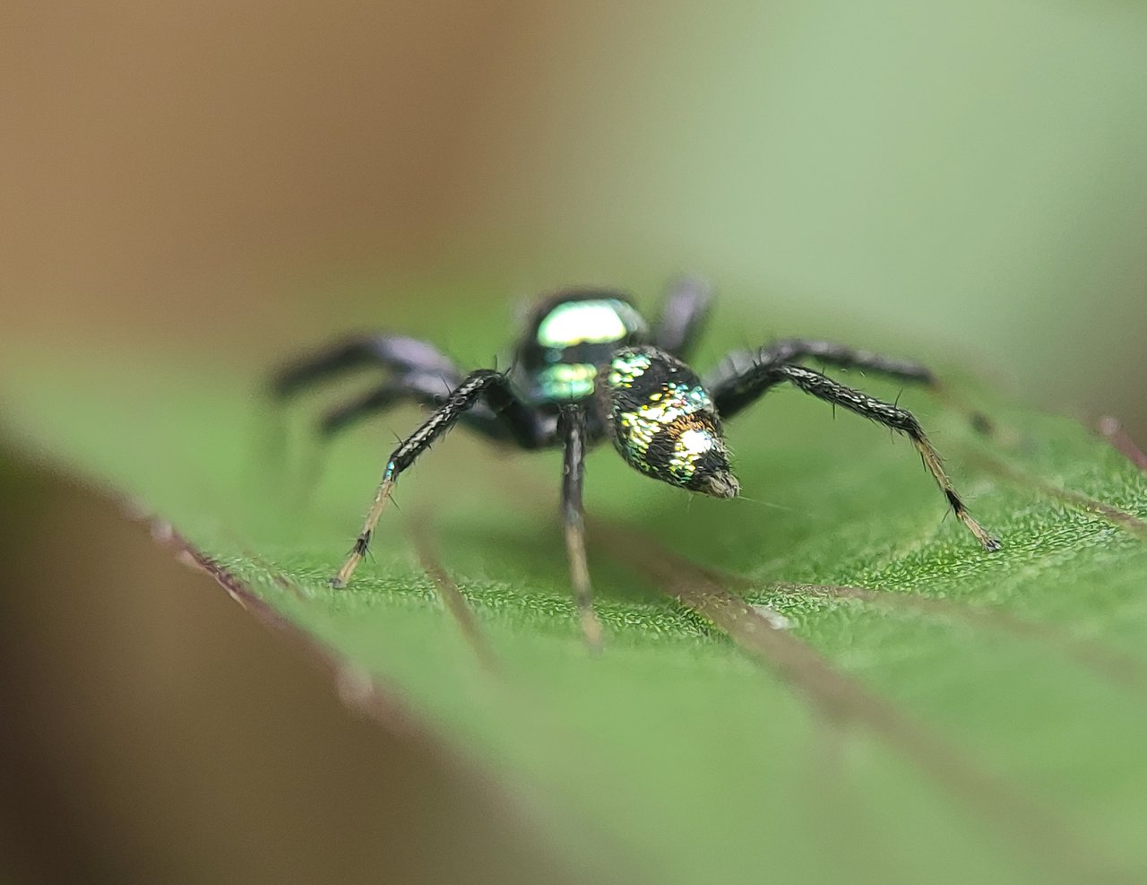 Black Metallic Jumping Spider (Phintella vittata) — Steemit