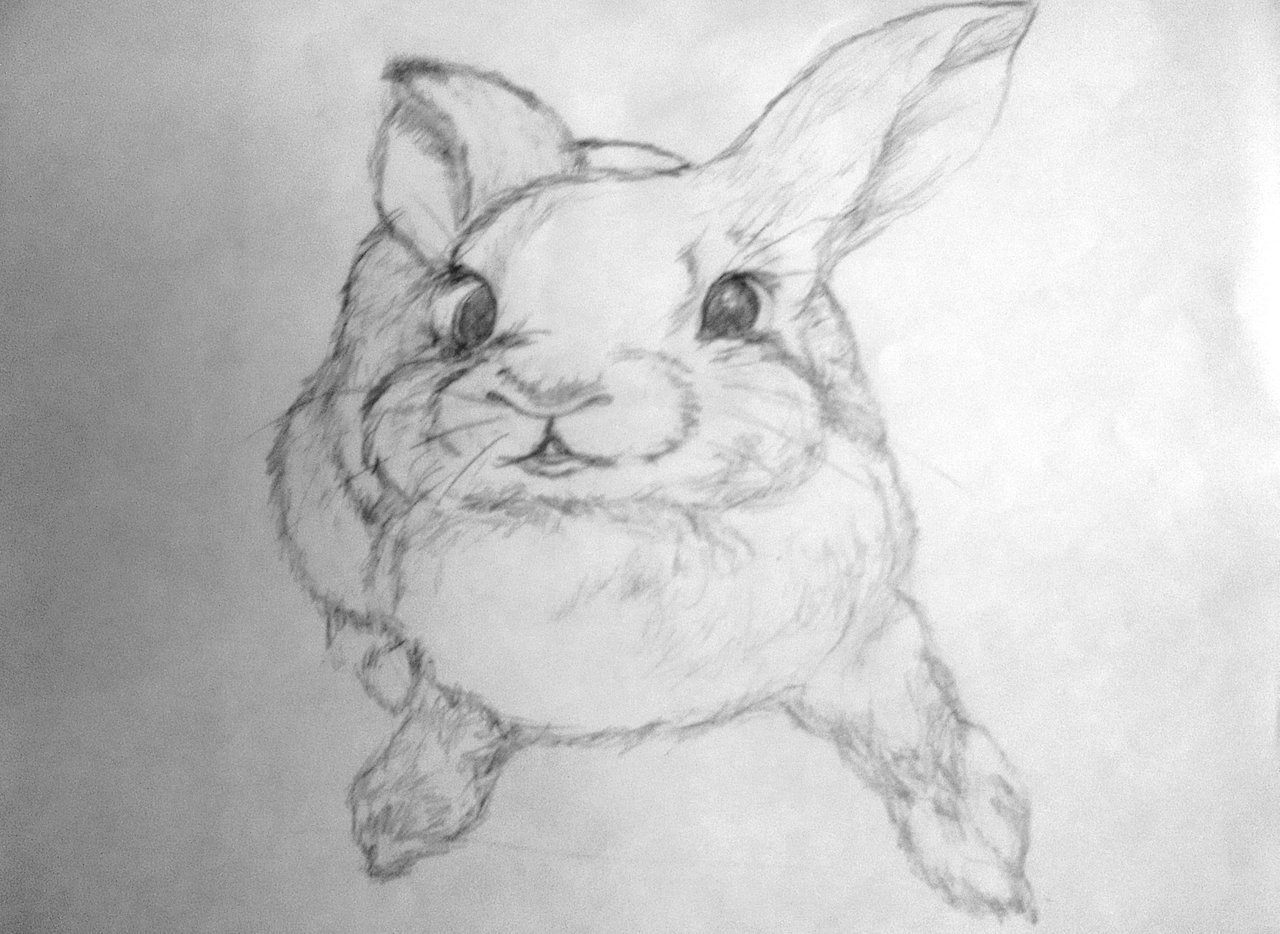 Dibujando con @Alejartist | Mi animalito favorito| Conejo Técnica a  Carboncillo | (Club5050) | por @genoar — Steemit, image size:1280x934