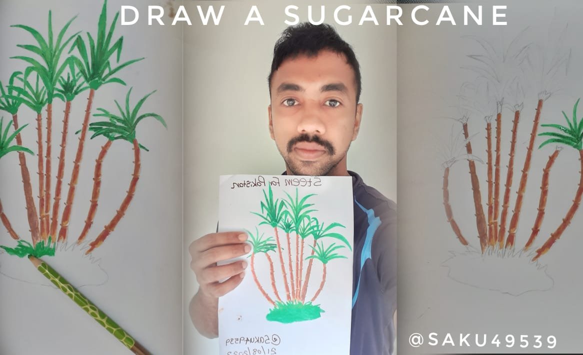 Weekly Drawing Contest || Week-18 || Draw a Sugarcane — Steemit, image size:1166x711
