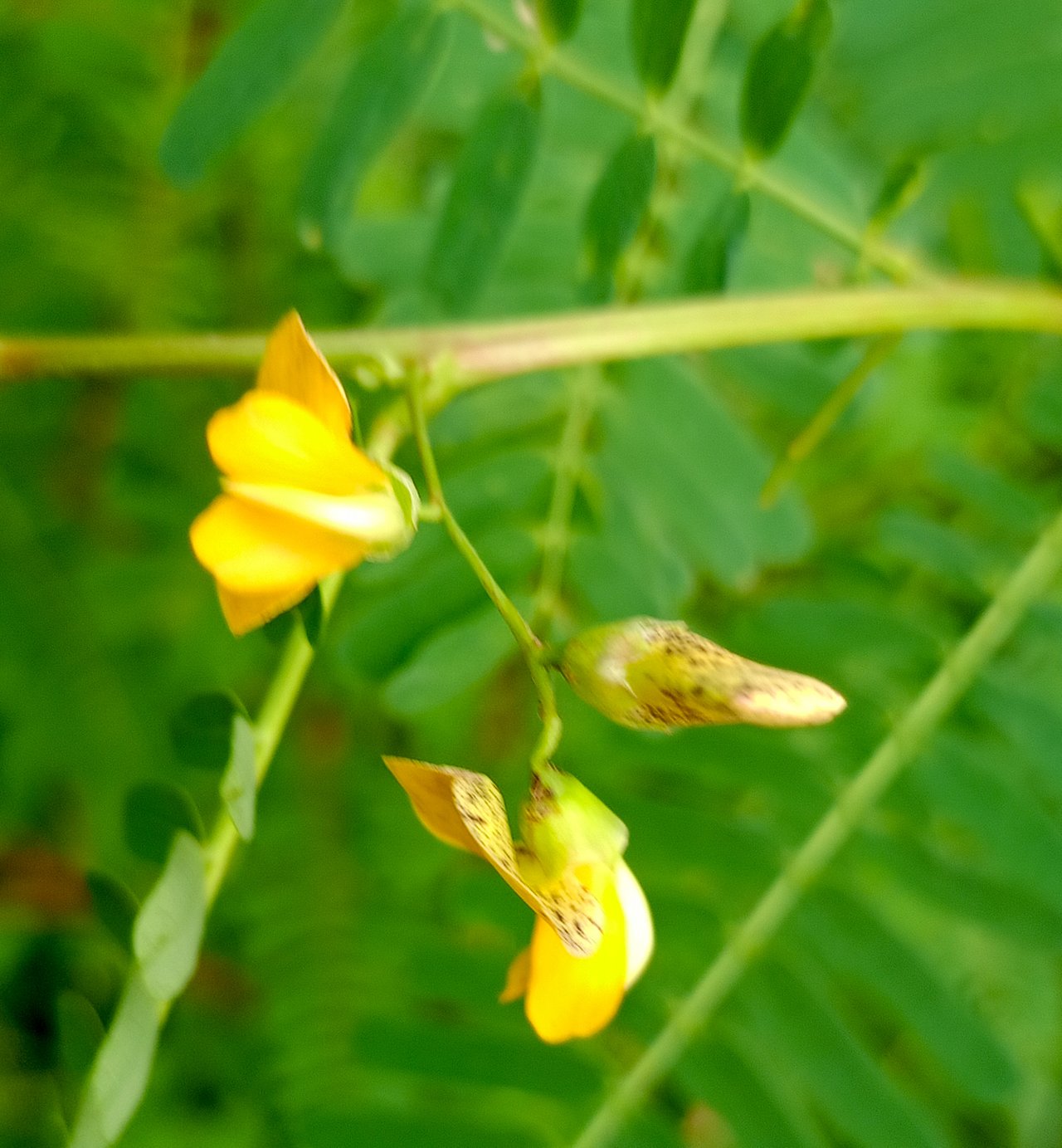 Yalangoch Fib Tonkinning erotik fotosuratlari