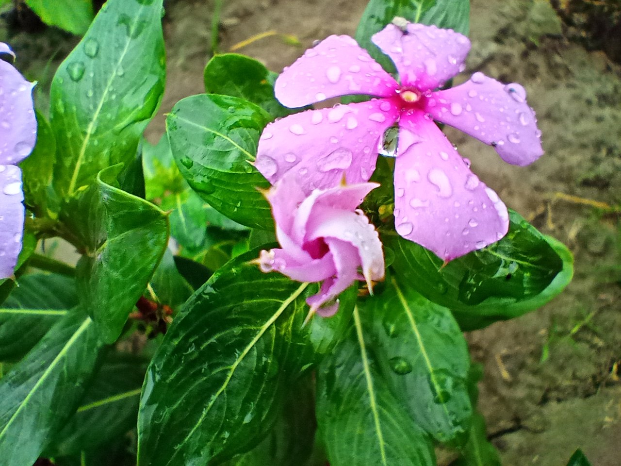 Fohisha Vinnitsa Sveta Fohisha Vinnitsa Sveta