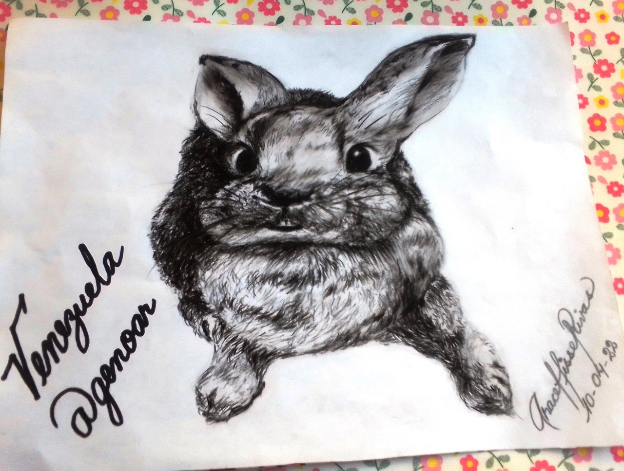 Dibujando con @Alejartist | Mi animalito favorito| Conejo Técnica a  Carboncillo | (Club5050) | por @genoar — Steemit, image size:1280x968