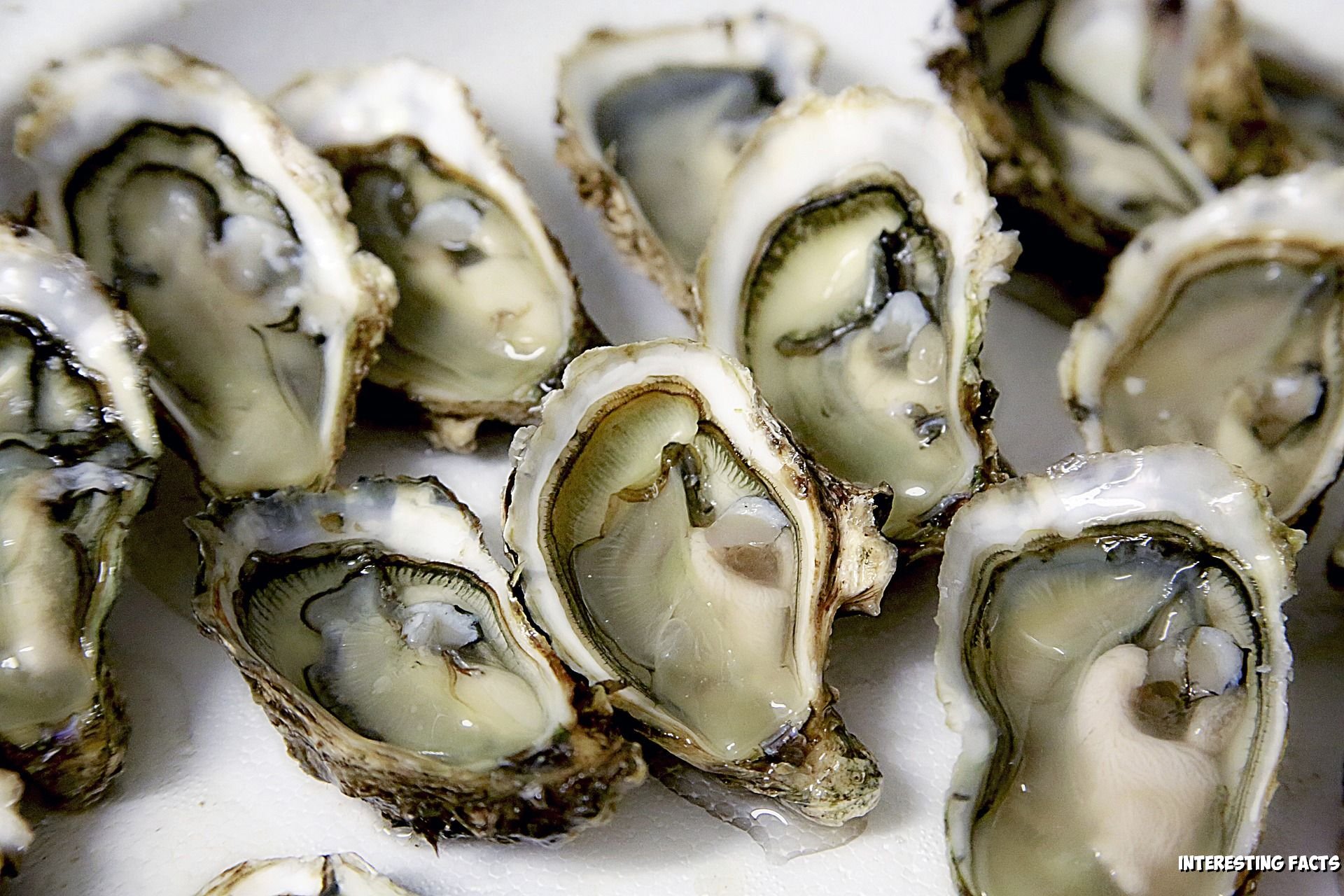 Raw oysters are still alive when you eat them. (INTERESTING FACTS) — Steemit, image size:1920x1280