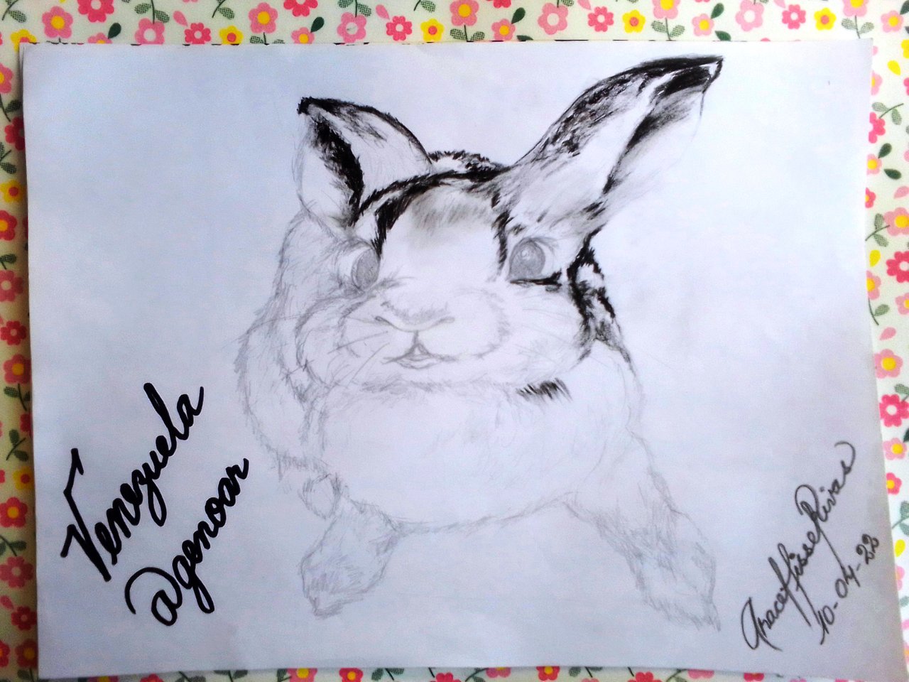 Dibujando con @Alejartist | Mi animalito favorito| Conejo Técnica a  Carboncillo | (Club5050) | por @genoar — Steemit, image size:1280x960