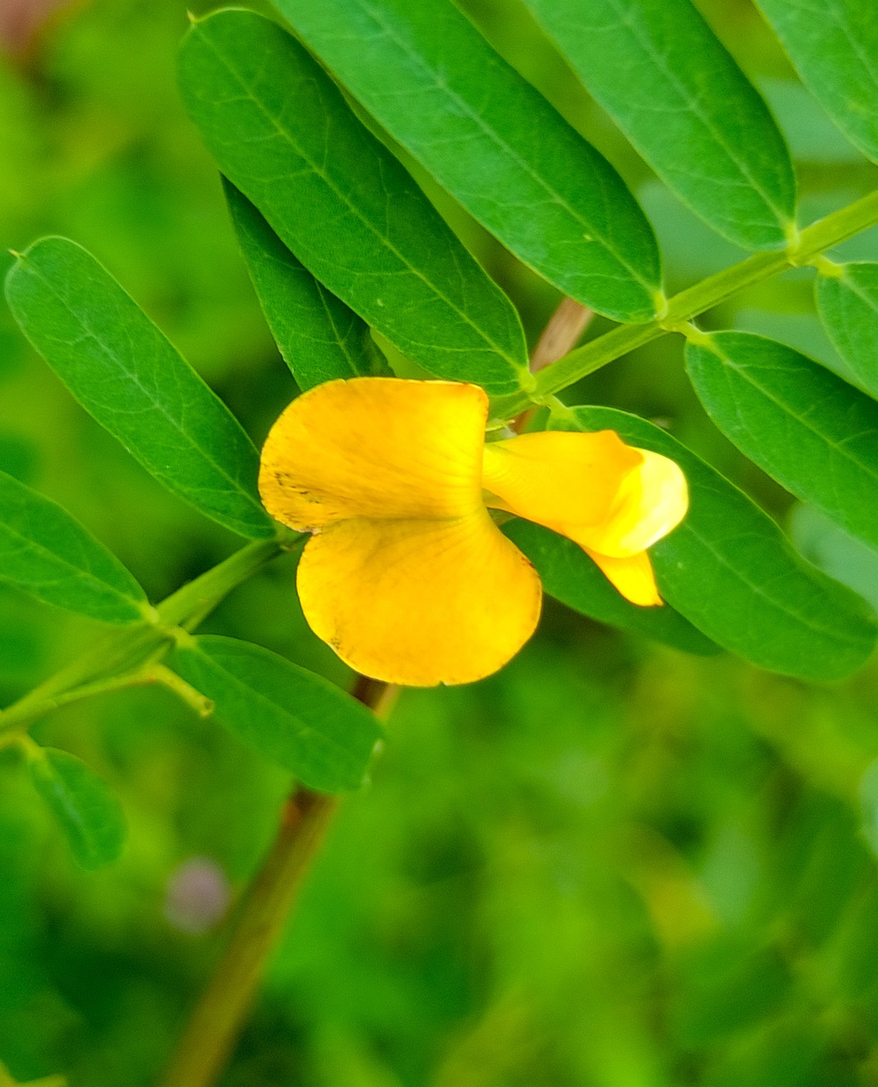 Mushuk ichiga ulkan bolganlarni kiritadi