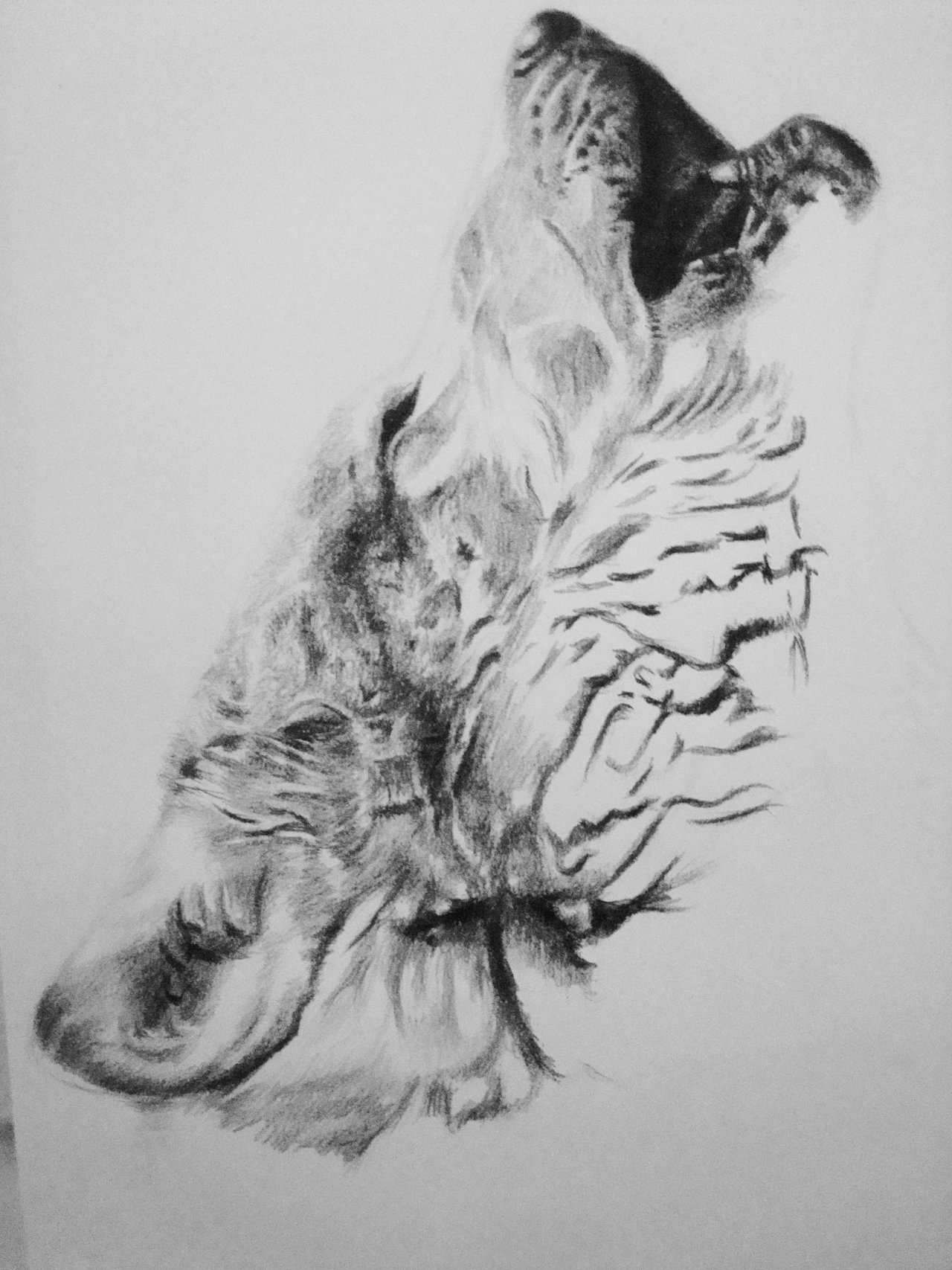 Pintura de diamantes Lobo blanco aullando – Diamonds Wizard | Los mejores  kits de pintura de diamantes, image size:1280x1707