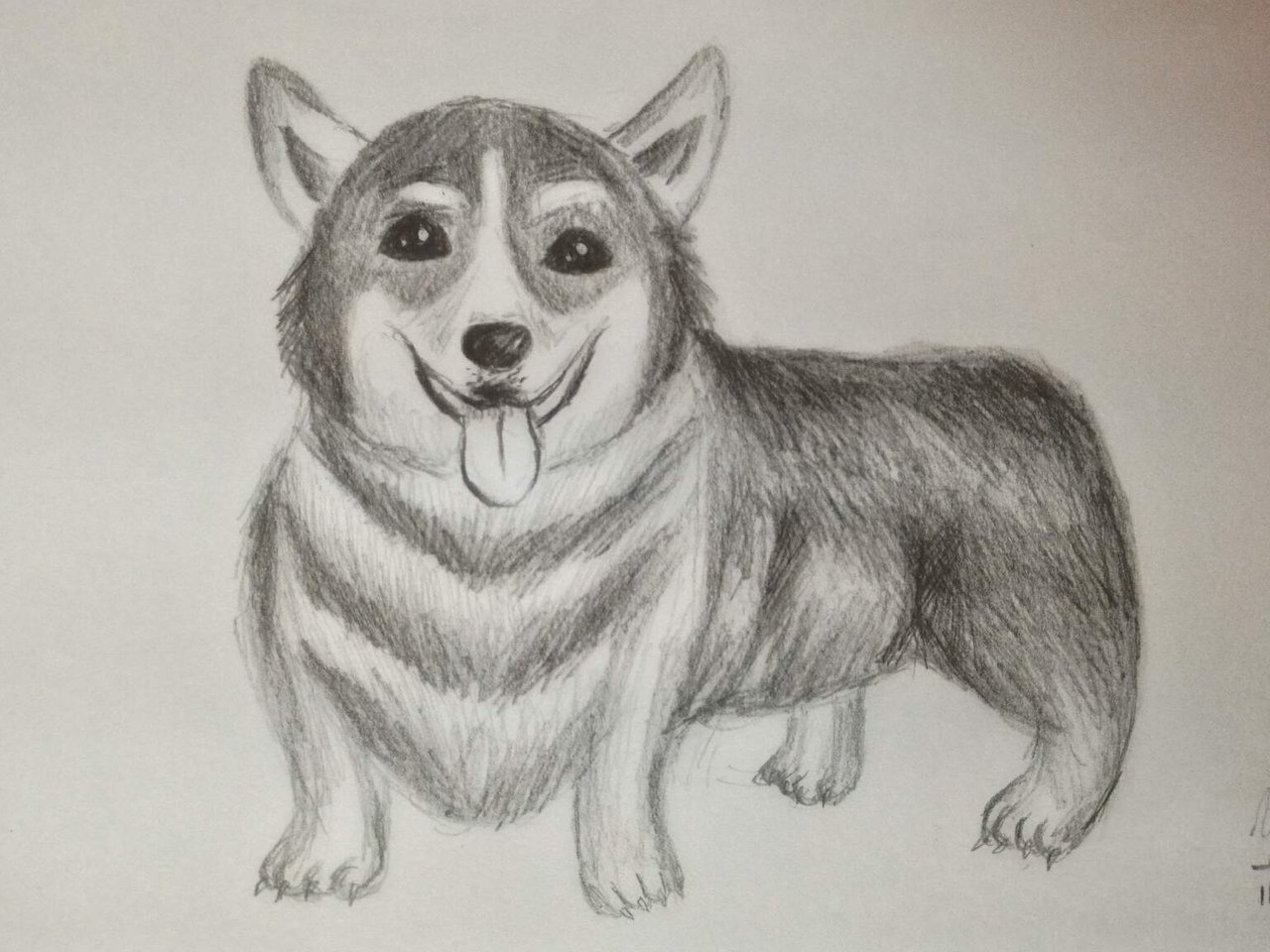 Chubby Corgi Puppy Drawing — Steemit, image size:1280x960