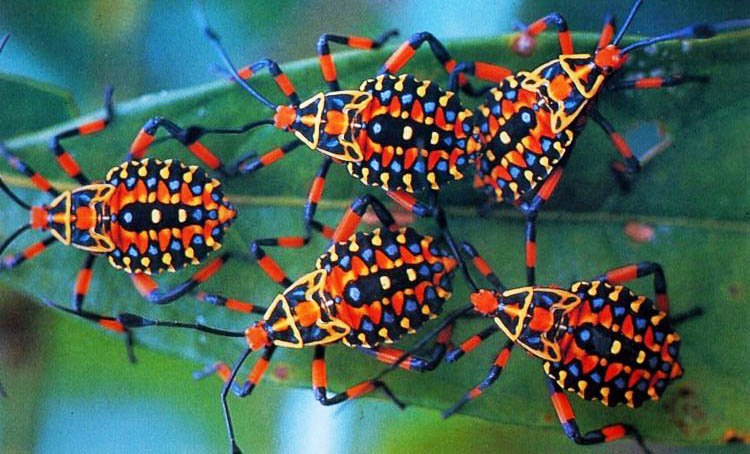 Why are some insects brightly coloured — Steemit