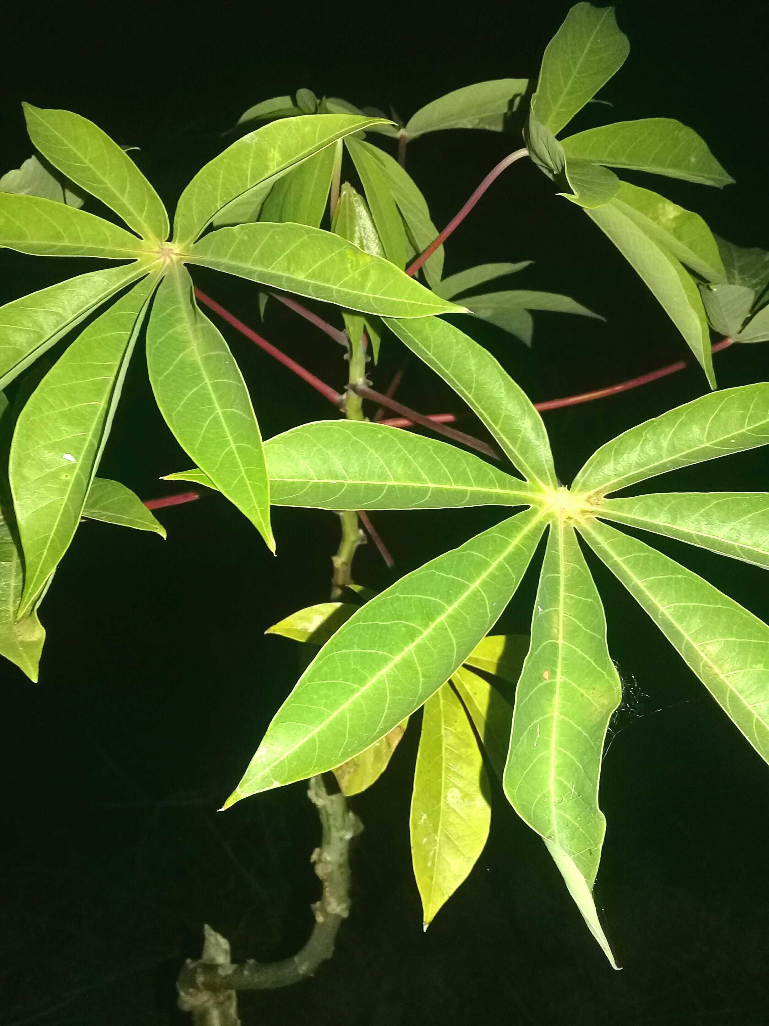 Sweet potato leaves poisonous to animals — Steemit, image size:2448x3264