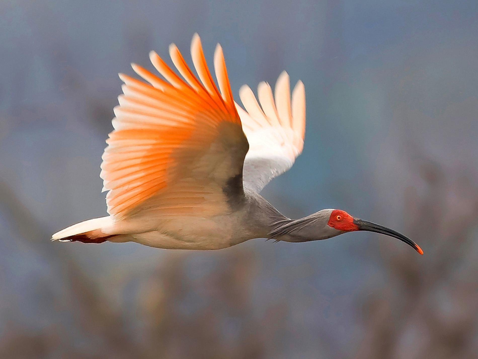 中国、漢　鳥 51QKDjnrf0L._UF350,350_QL50_.jpg