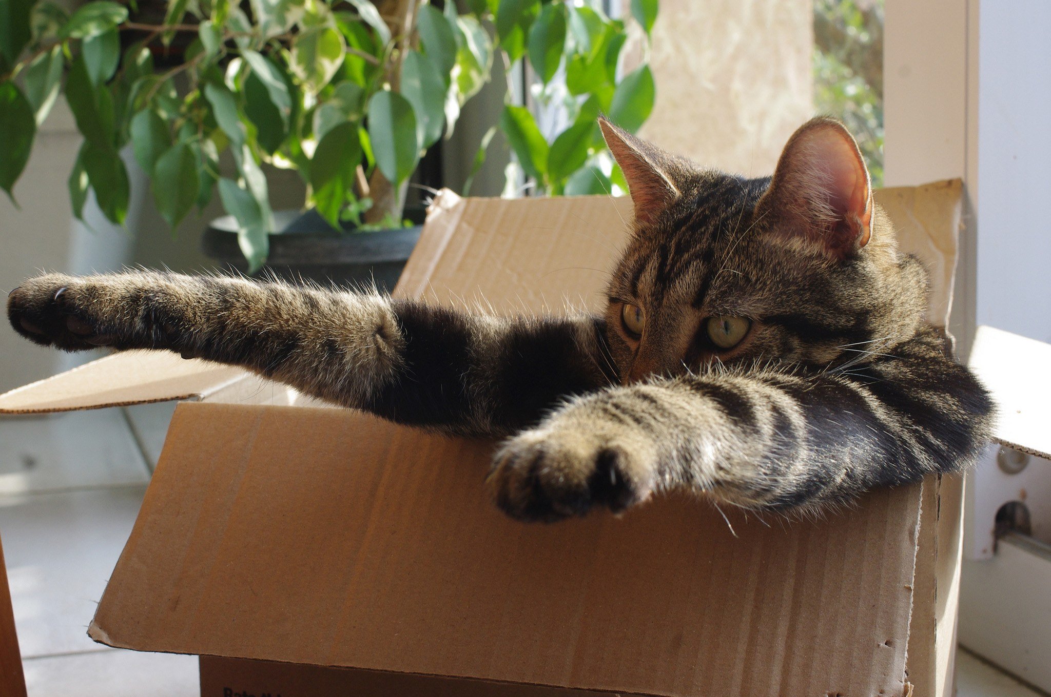 big cats cardboard boxes