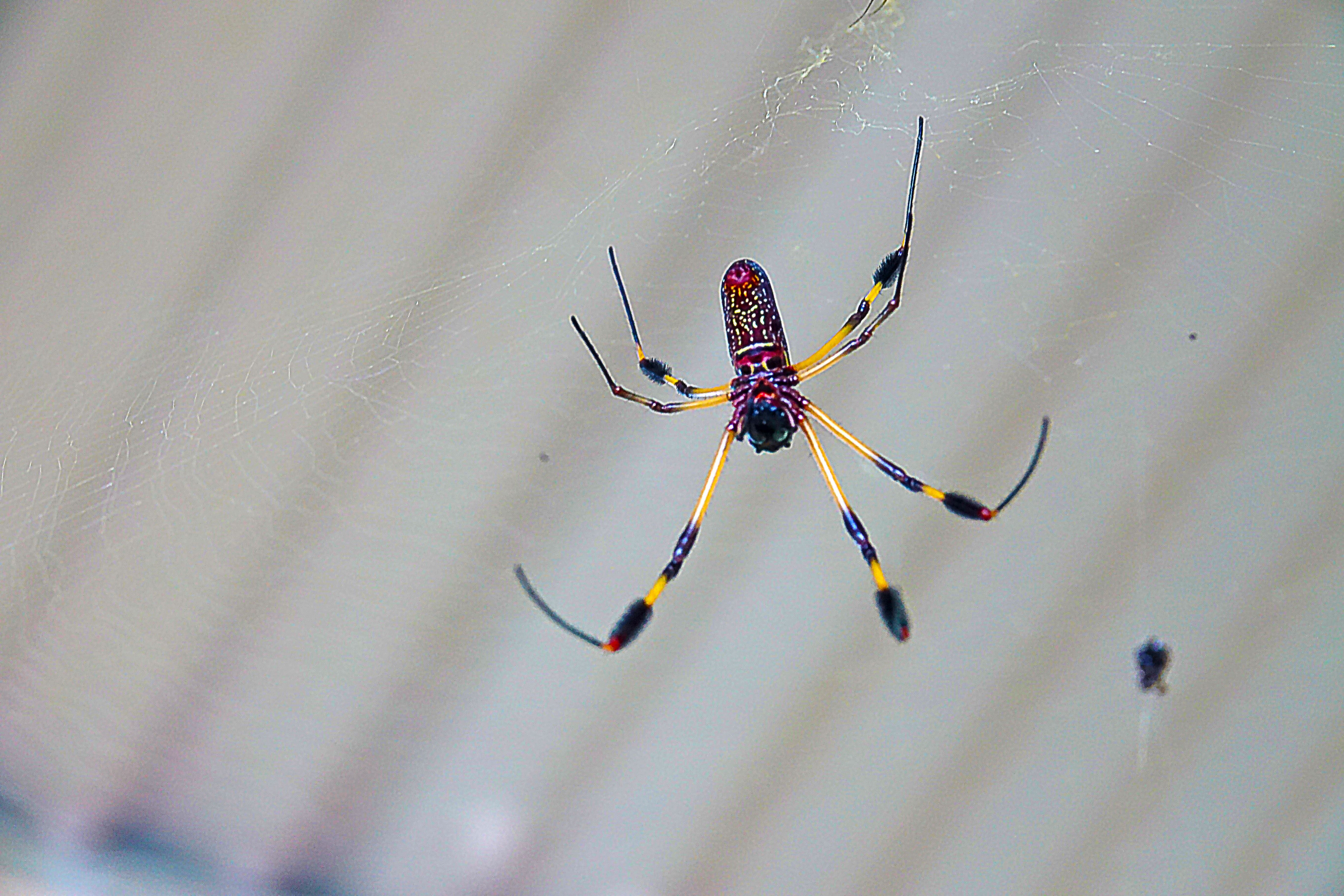 Banana Spiders - my day in the Panamanian rain forest jungle. — Steemit, image size:5472x3648
