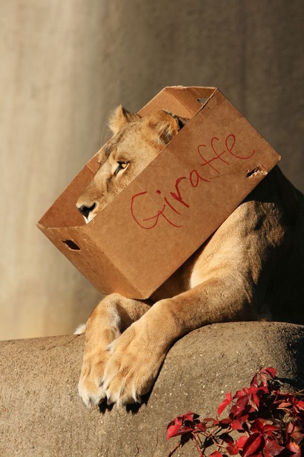 big cats like boxes