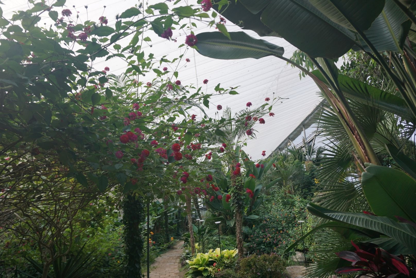 열대 잎과 꽃 배경입니다. 열대 녹색 잎수직 정원의 자연 배경 — 스톡 사진 © Magryt_Artur #295803026, image size:1616x1080