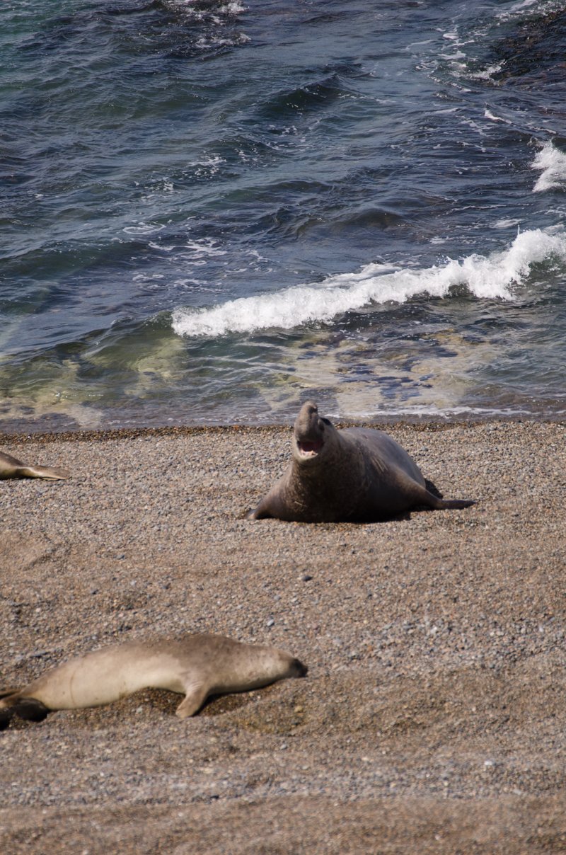 Whale \u0026 Penguin in Patagonia, Argentina (고래와 펭귄여행 @ 아르헨티나) — Steemit, image size:800x1208