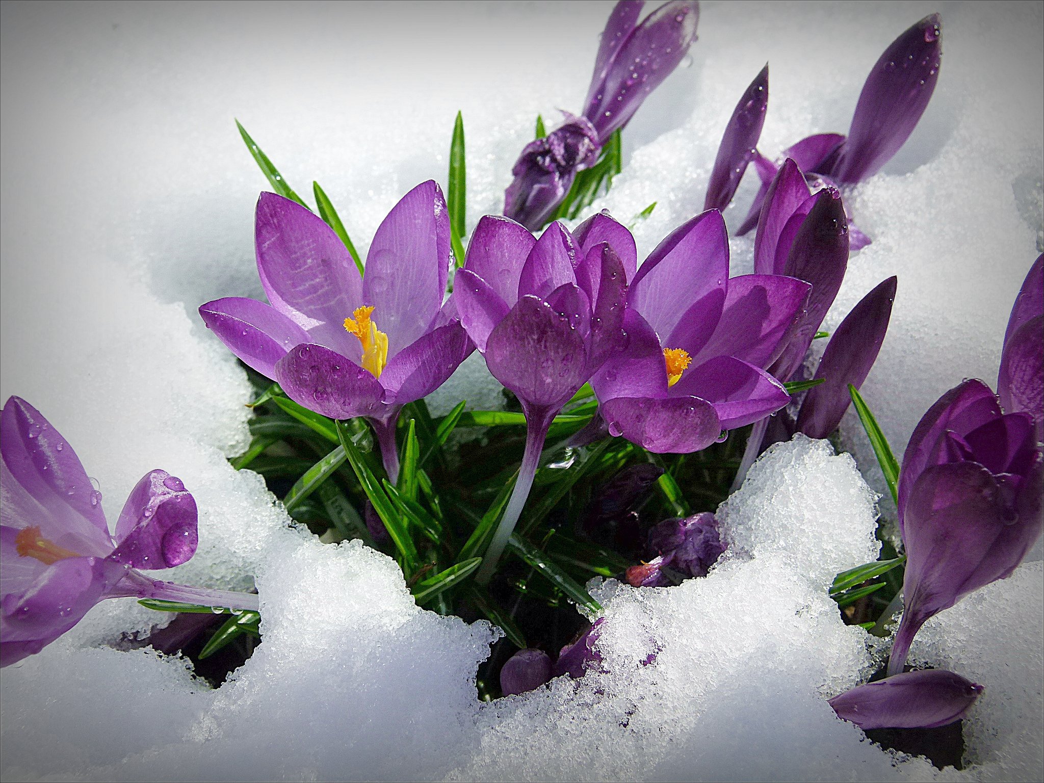 What to Grow In Winter Series, Post #3: Crocuses — Steemit, image size:2048x1536