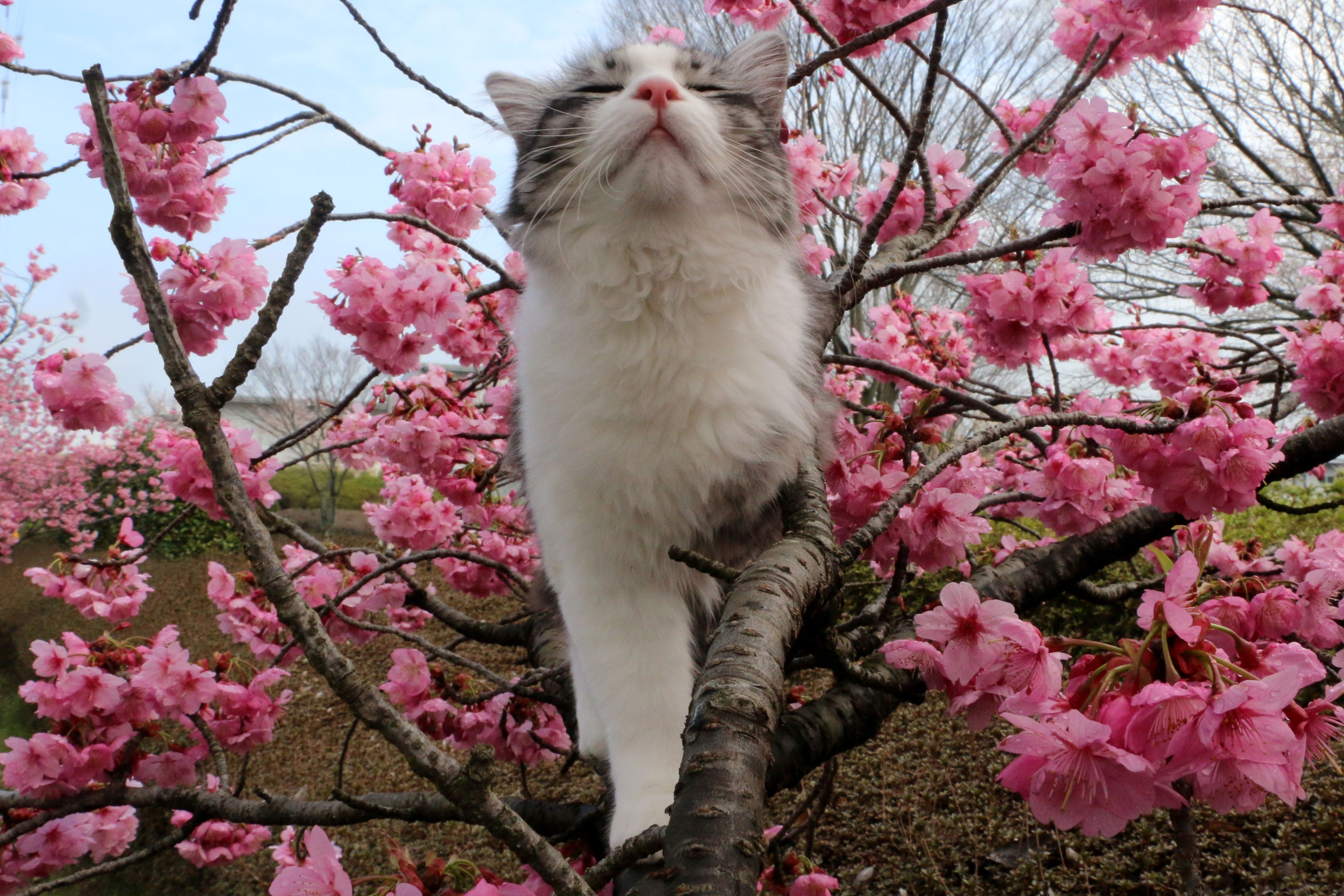 送料無料の通販 Cherry blossoms and cats in Japan 日本の桜の花と猫 — Steemit 絵画