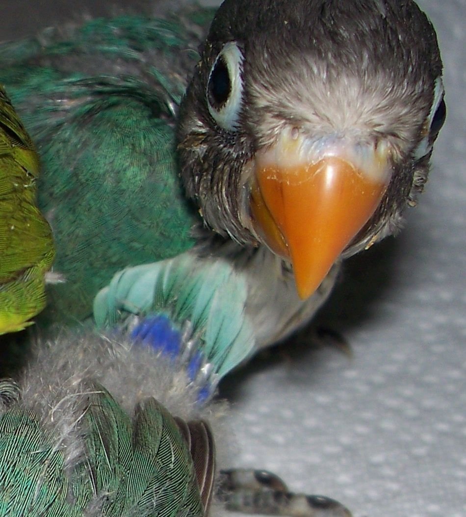 Lovebird, Agapornis baby playing in the garden or eating Stock Photo - Alamy, image size:950x1052