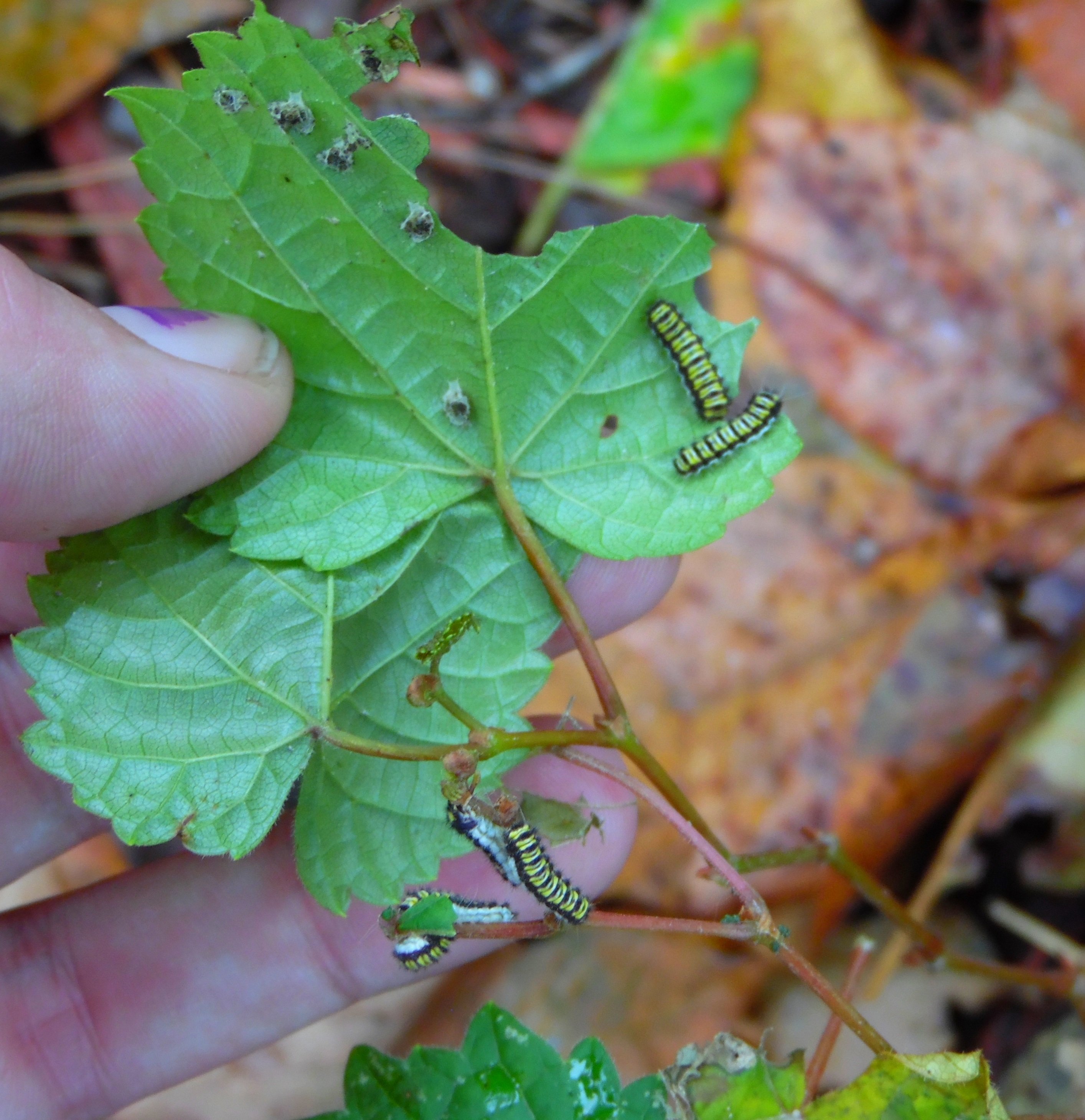 larva / caterpillar — Marty Nevils Davis | Photography \u0026 Butterflies, image size:2828x2918