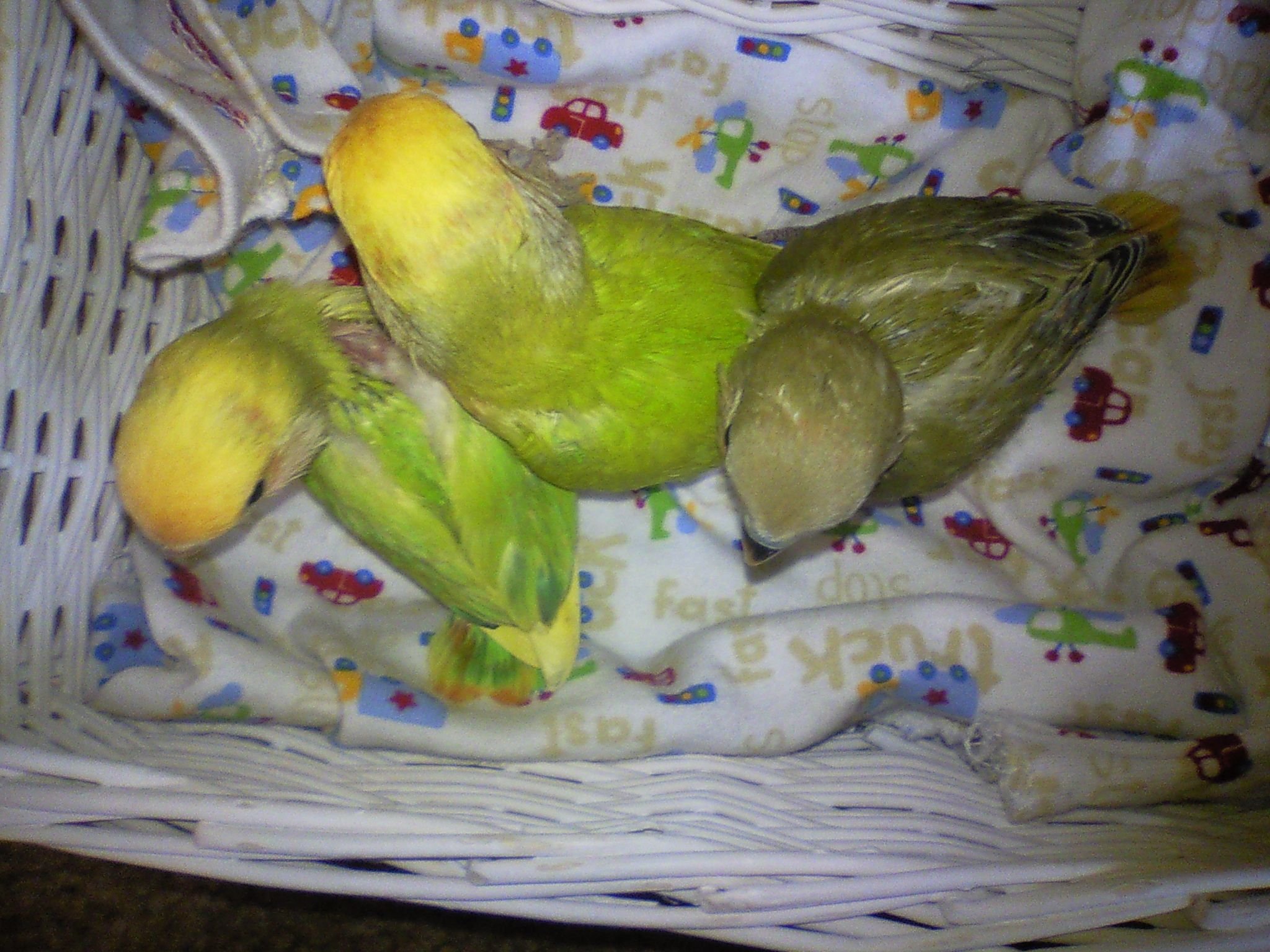 Aqua Blue African Lovebirds Dutch Blue Peach Faced Lovebird Baby CP Birds, image size:2048x1536