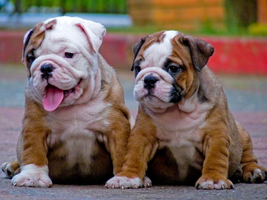 Duke mini bulldog for sale in Dayton | Lancaster Puppies, image size:1024x768