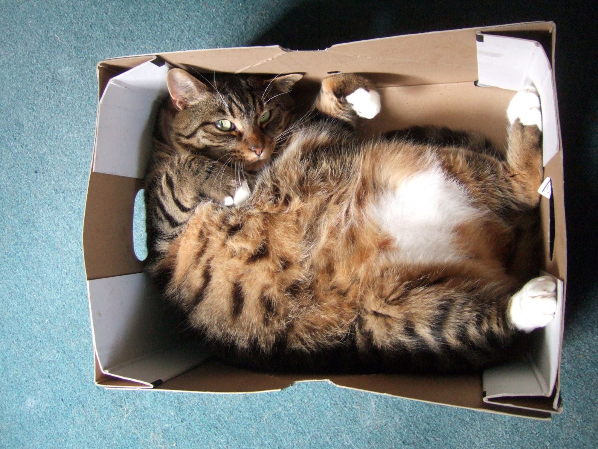 big cats like boxes