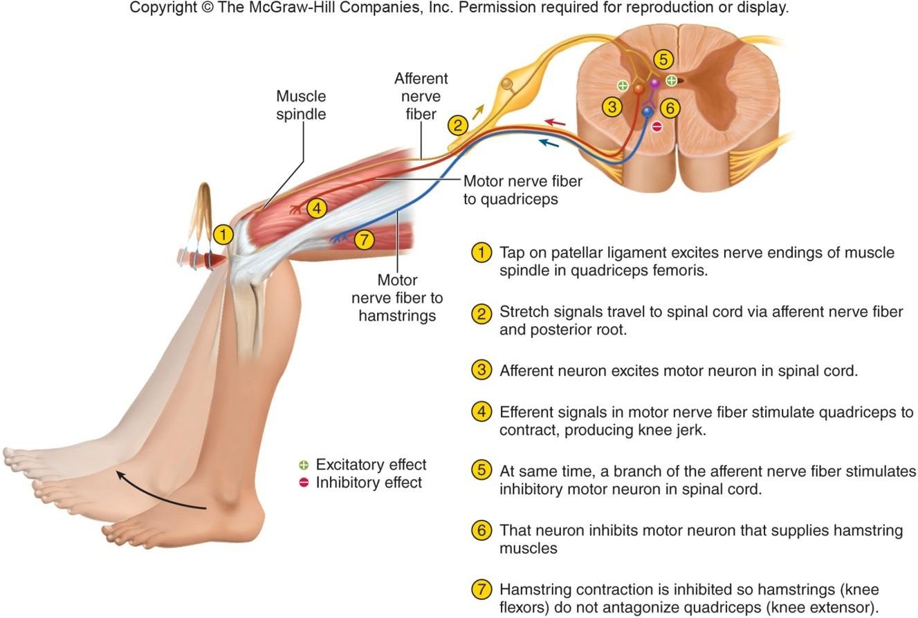 How Knee Jerk Reflex Works