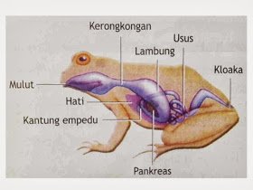 Frogs are amphibians — Steemit