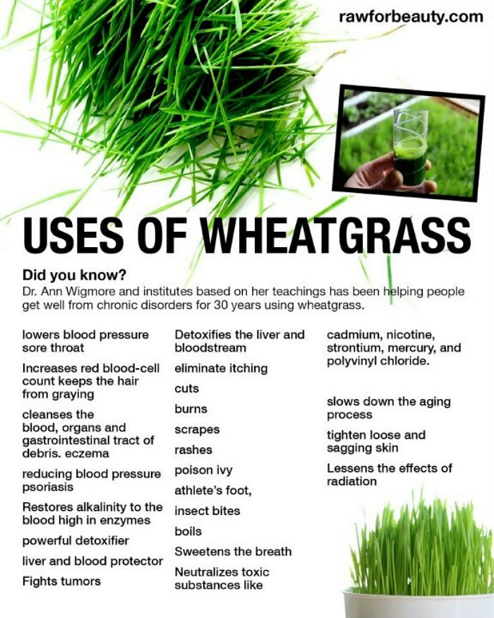 Organic Wheatgrass Powder Benefits & The Incredible Healing Properties