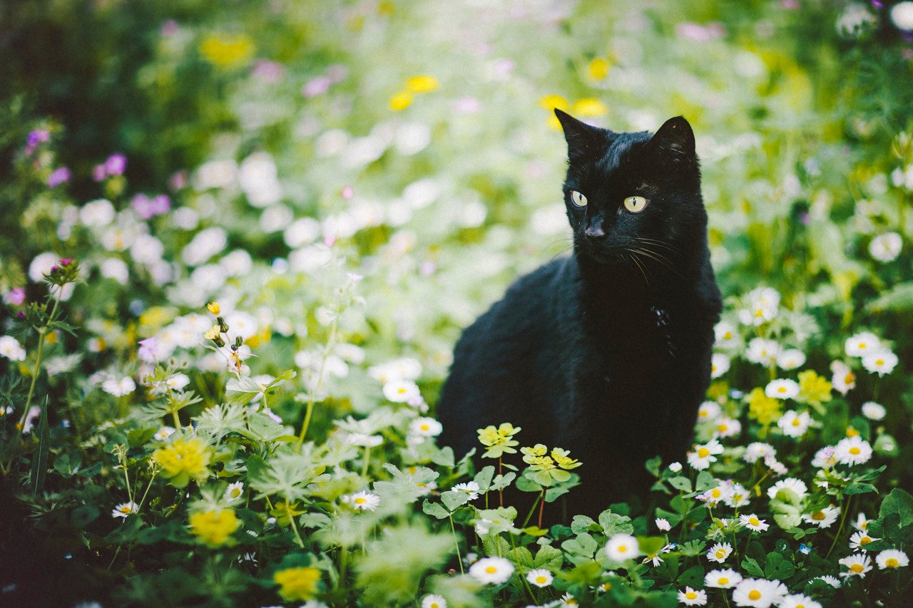 Black cat and spring flowers