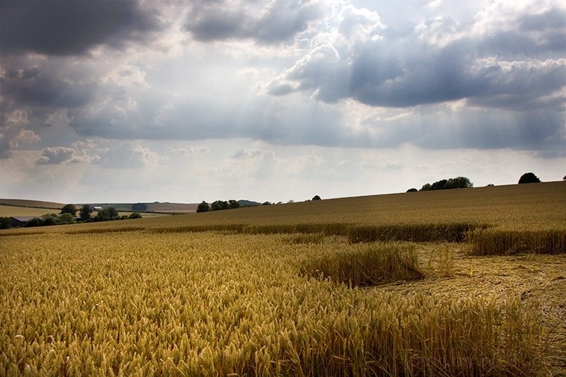 2008 Ouroboros crop circle