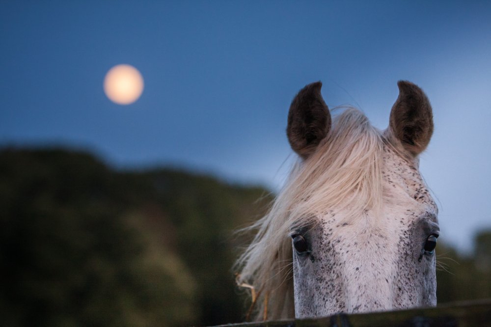 supermoon in the year of the horse