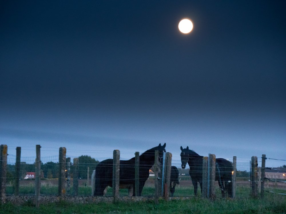 horses and moon