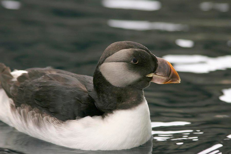 Puffin Beaks Are Fluorescent And We Had No Idea Cbc News News