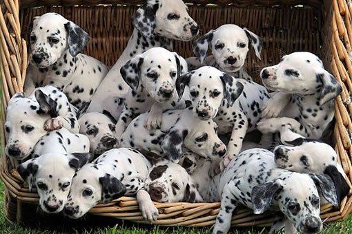 Dalmatian Dog History