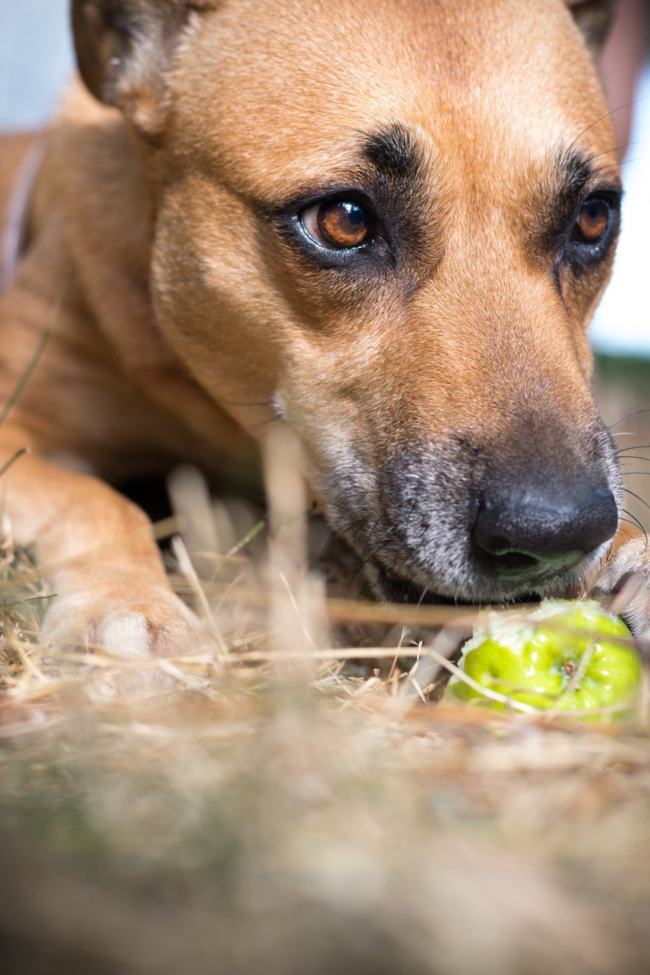 DEK Photography: A Happie Doggie