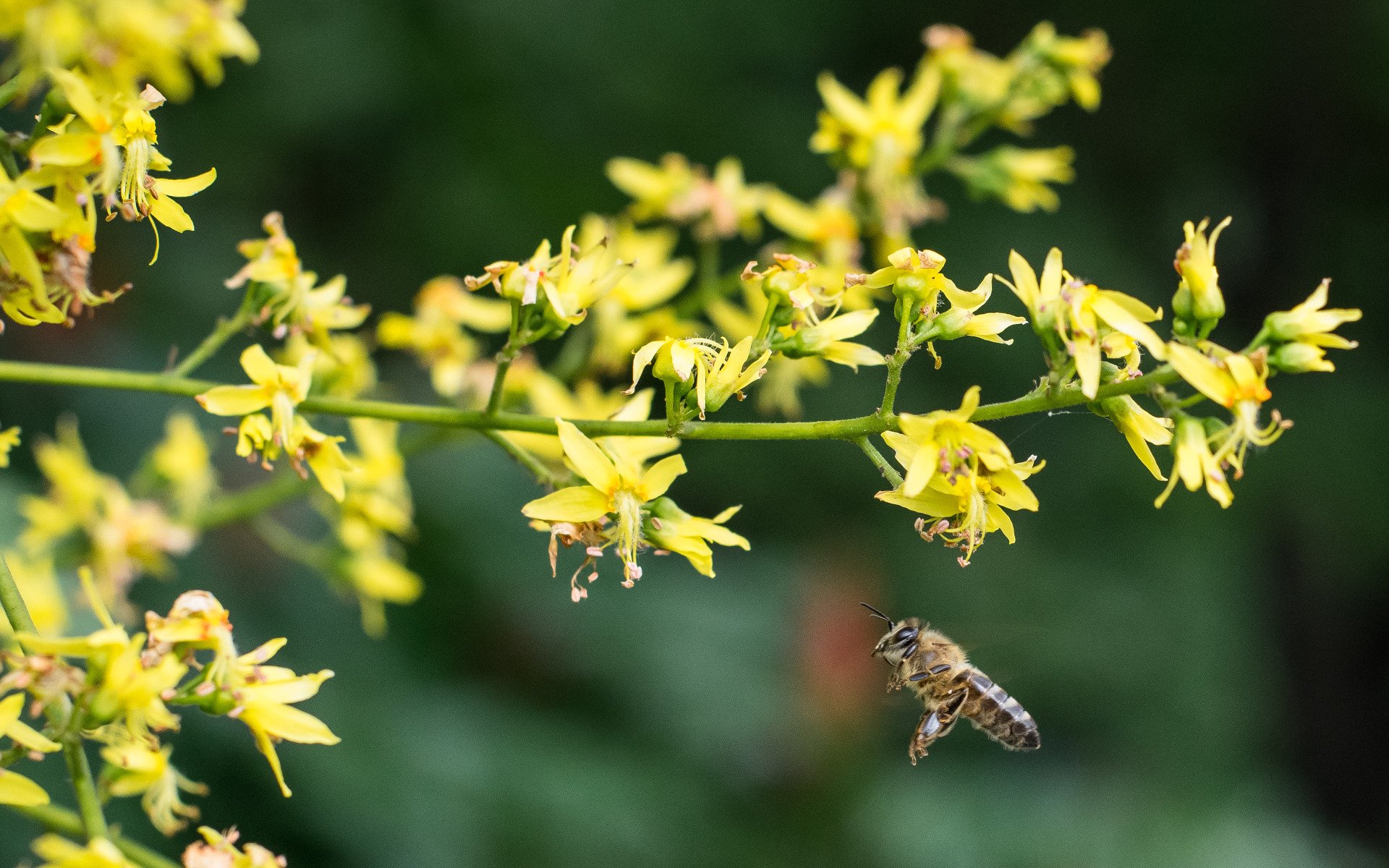 DEK Photography: A Bee in Mid Flight (Micro photography with the Nikkor 50mm 1.8G)