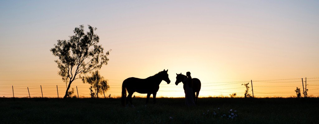 horses