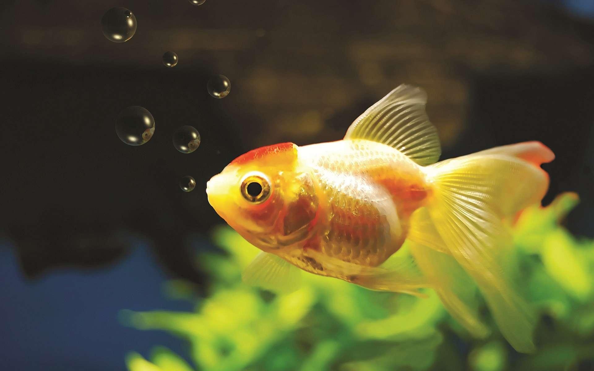 Top 28 Most Beautiful Desktop Wallpapers of Goldfish — Steemit