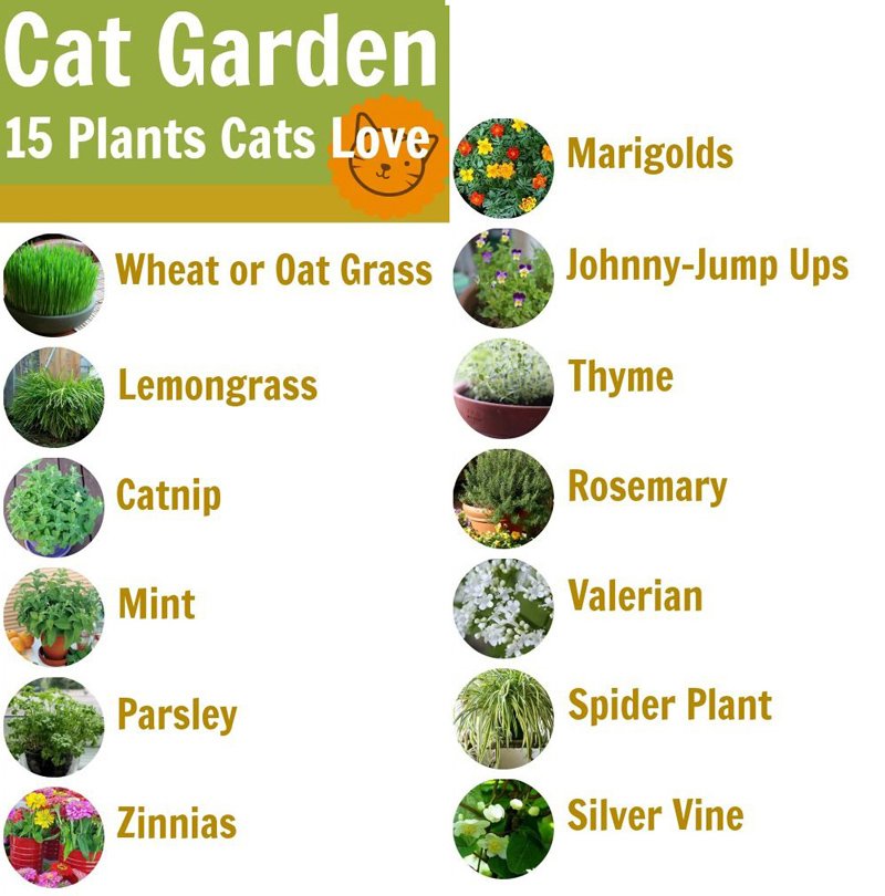 Safe Plant Cats! — Steemit Safe Plant Cats! — Steemit