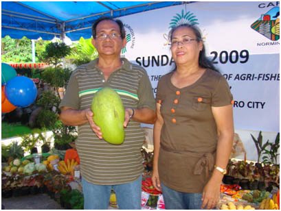 Mango Mania The Different Varieties Of The Philippine Mango Steemkr