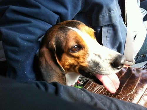 Car rides are his second favourite.