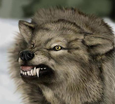 Blue wouldn't stand a chance.(photo from http://wolfevolution.webs.com)