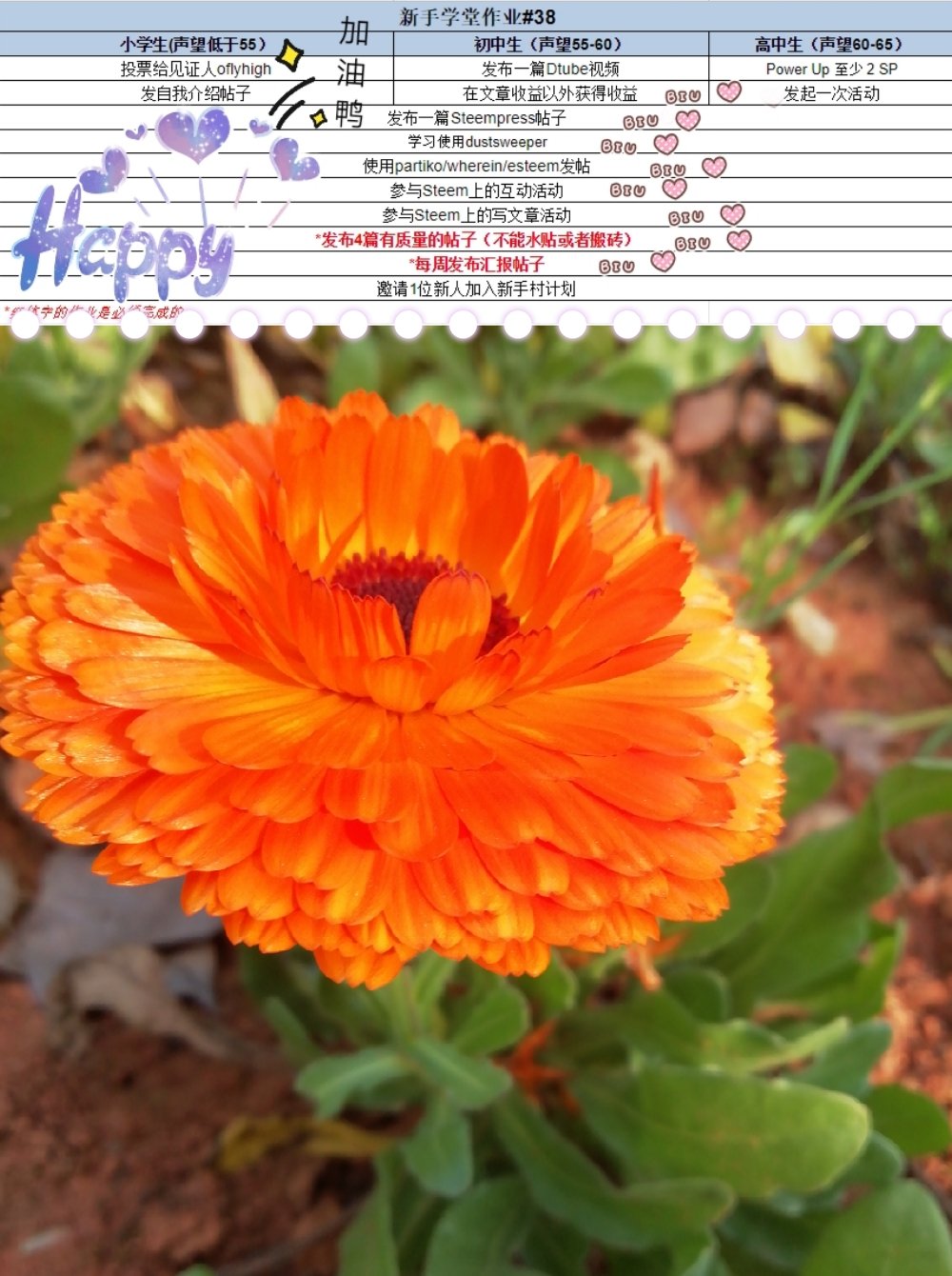 【新手学堂#38】@annepink作业汇报📝